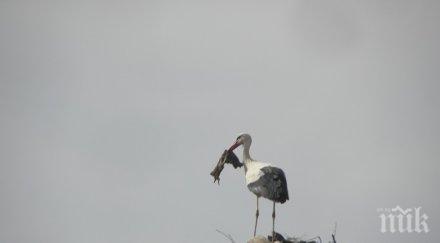 щъркел окраде съседа гнездо