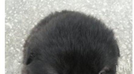 потресаваща история натъпкаха кученце найлонов плик хвърлиха умре кофата боклук снимки