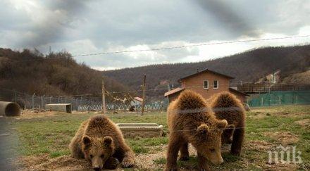 заснеха мъртва мечка улица подгорица