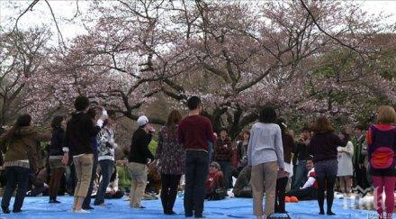 токио цъфна контролната японска вишна