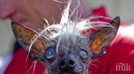 малките кученца почит южна корея