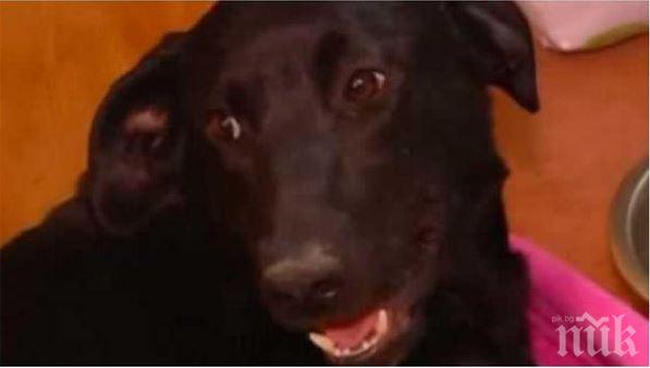 Героично куче спаси всичките си паленца от горски пожар (видео)