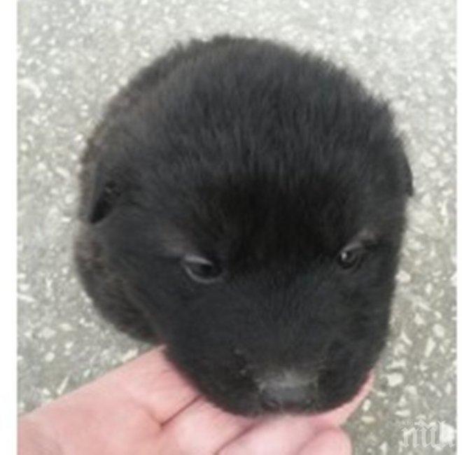 Потресаваща история! Натъпкаха кученце в найлонов плик и го хвърлиха да умре в кофата за боклук (снимки)