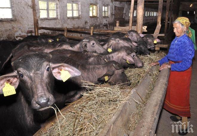 Инфекция уби 66 говеда в Ямболско