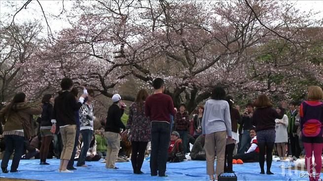 В Токио цъфна контролната японска вишна