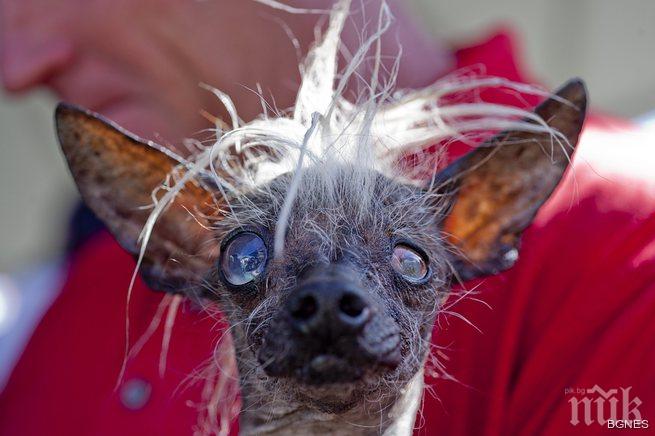 Малките кученца са на почит в Южна Корея