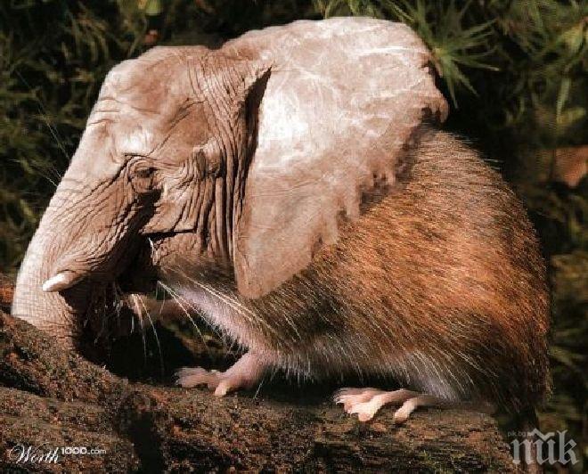 Шокираща прогноза: Африканският слон изчезва до няколко години