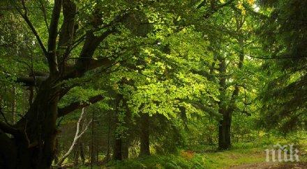 залесяват 1700 декара територията югозападното държавно предприятие