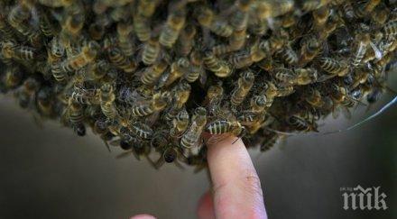 американец нажилен 300 пчели