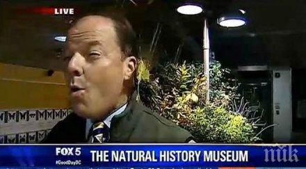 уникално пеперуда снесе яйца живо ухото репортер снимка видео