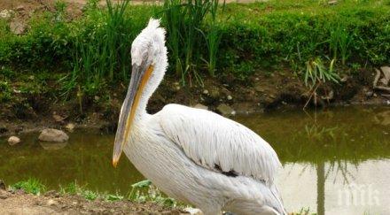 откриха мъртви пеликана резервата сребърна