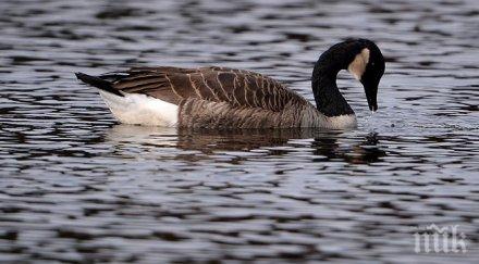 гнусно гъски заливат центъра вашингтон изпражнения