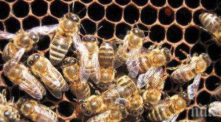 пчелите развитите страни намаляват показват наблюдения специалистите света