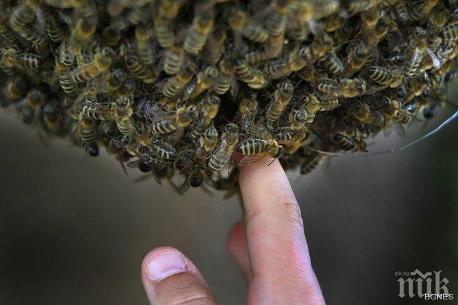 Американец нажилен от 300 пчели