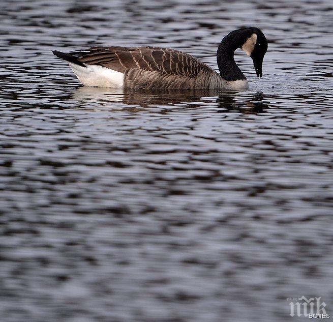 Гнусно! Гъски заливат центъра на Вашингтон с изпражнения
