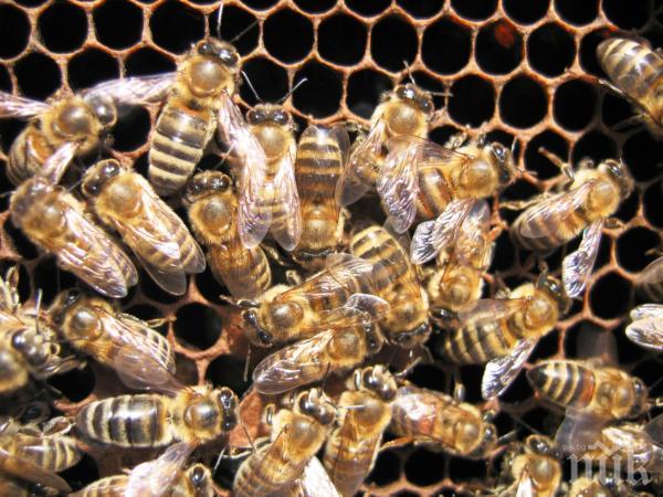 Пчелите в развитите страни намаляват, показват наблюдения на специалистите по света