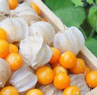 Внимание! Вижте тези 9 нови суперхрани, които са невероятно полезни за вашето здраве!