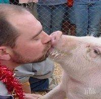 От 1 април приемат заявления по схемата за хуманно отношение към свине