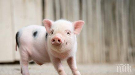 рускиня записала домовата книга прасе крави кокошки