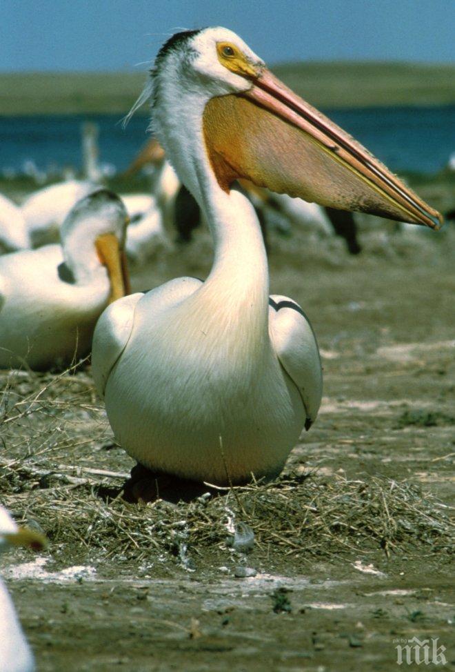 Открит е птичи грип при два пеликана в Сребърна