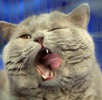 Екзотични котки окупират музей 