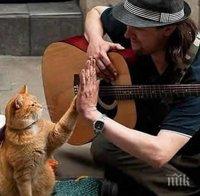 Тази улична котка се доближи до уличен музикант и промени живота му завинаги!