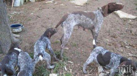 350 обгазени дебелец чакат справедливост