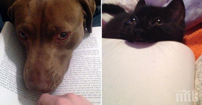 Тези домашни любимци определено не схващат идеята за малко лично пространство!