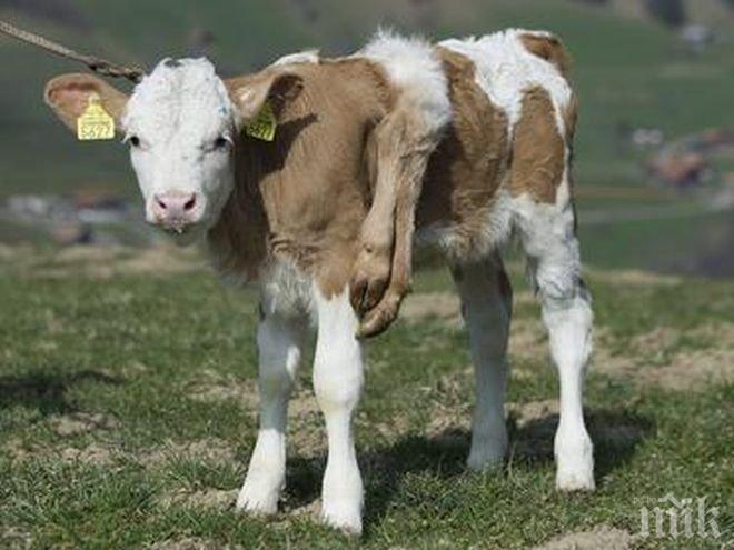 Намериха и върнаха откраднатите телета във Врачанско