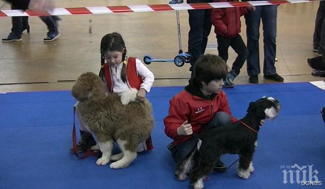 Кучета-ловци на трюфели на киноложките изложби в Пловдив