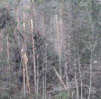 Вредители заплашват горите, пострадали от снеговете в Родопите