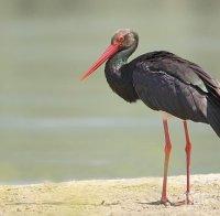 Черен щъркел стресна жителите на село Глоговица
