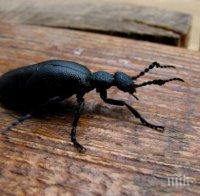 Учени превърнаха летящ бръмбар в био-дрон