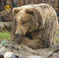 Добричкият зоопарк ще приюти три мечки от Плевен