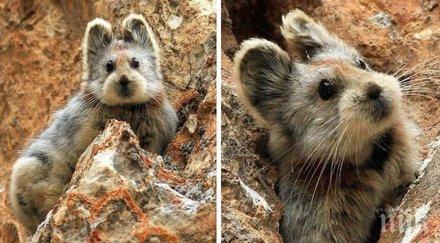 сладкото животинче света накрая беше заснето първи път години насам