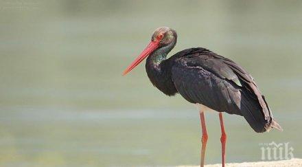 черен щъркел стресна жителите село глоговица