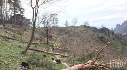 супер скандал пик червен кмет изсече вековната гора иван вазов белоградчик снимки