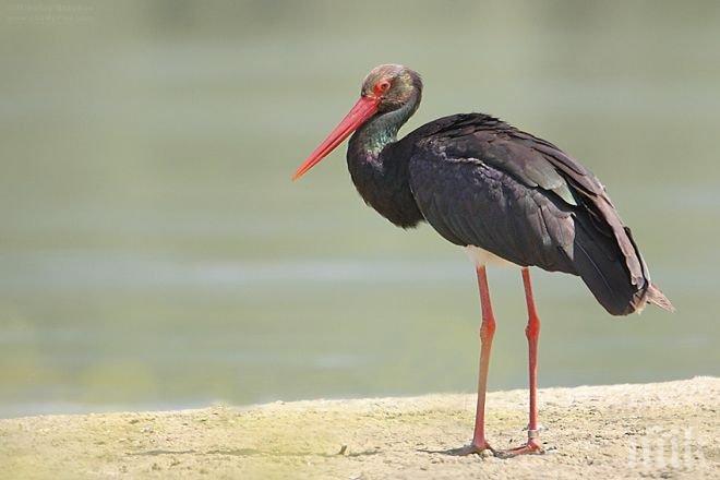 Черен щъркел стресна жителите на село Глоговица - Информационна агенция ПИК