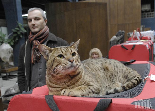 Турска ангора стана национален шампион