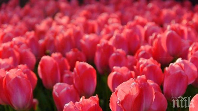 Фестивал на лалето в Кипър
