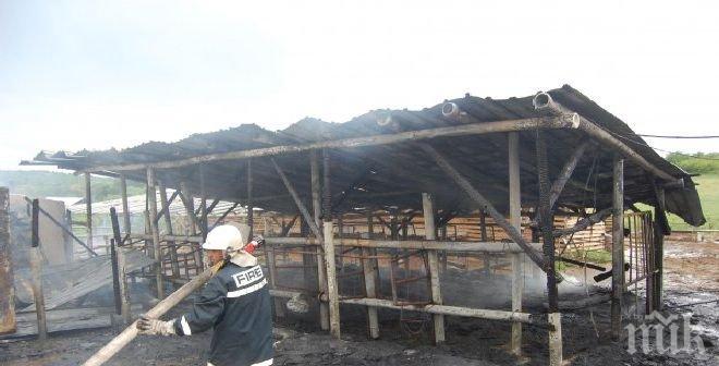 Купуваме месо от фермата