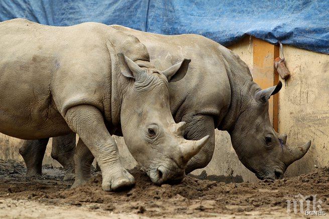 Ужас! Носорог уби жена и рани шестима в Непал