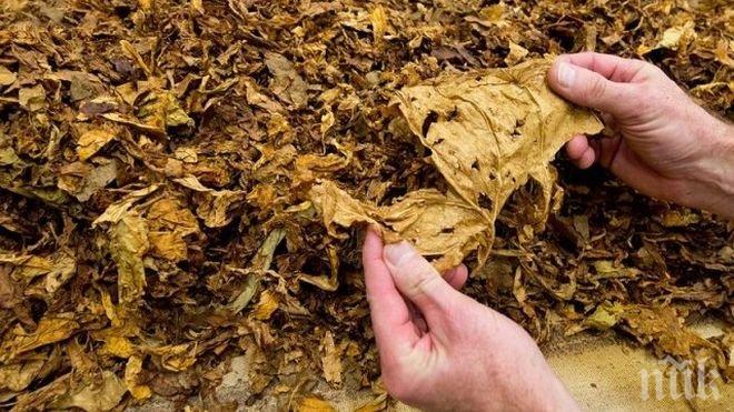 300 кг контрабанден тютюн иззеха в Плевен