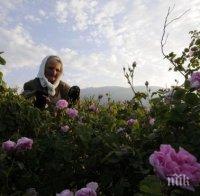 Фонтаните в Карлово пръскат розова вода за Празника на розата
