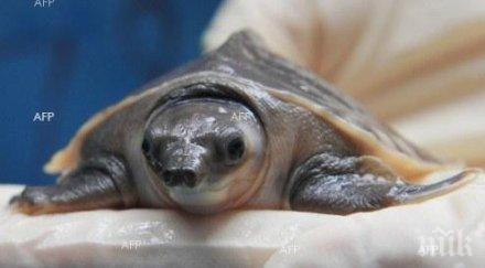 ранена костенурка получи принтирана черупка