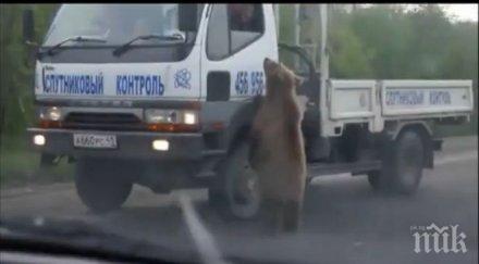 шоу мечка проси магистрала видео