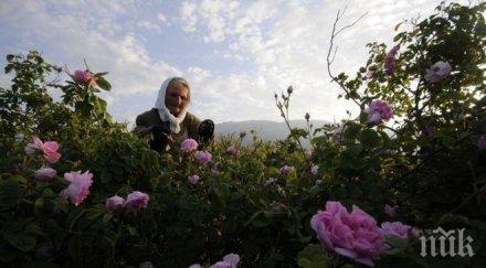 фонтаните карлово пръскат розова вода празника розата