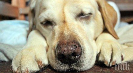 куче водач губи зрението прави стопанина изуми