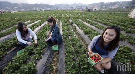 куриоз карта туристи описва безплатните овощни градини чехия
