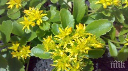 откритие растението златовръх бори депресията